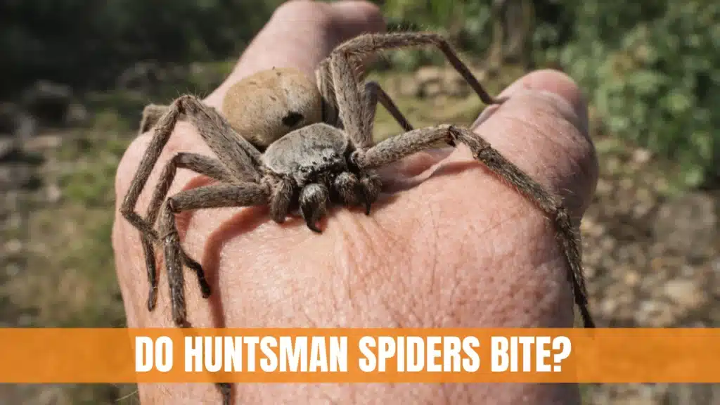 Do Huntsman Spiders Bite