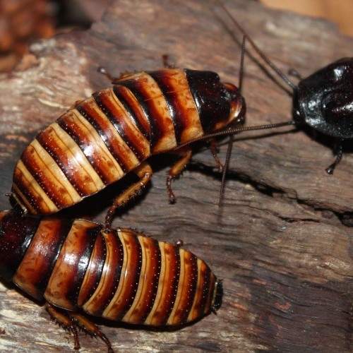 Cockroach Repellent