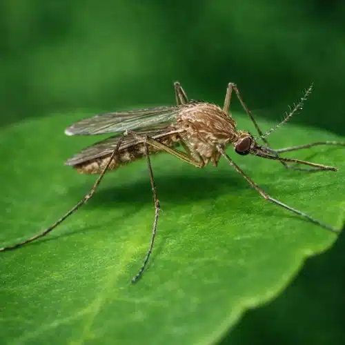 mosquito infestation