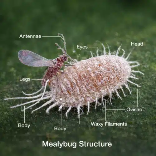Identification Of Mealy Bug