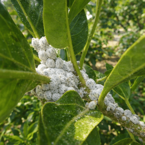 Mealy Bugs