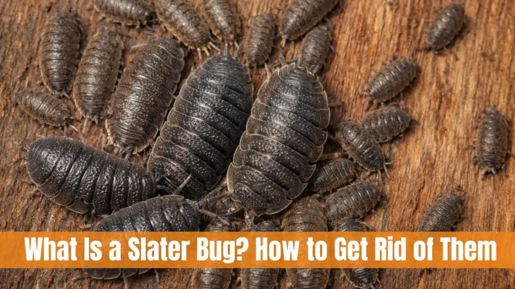 What Is a Slater Bug?