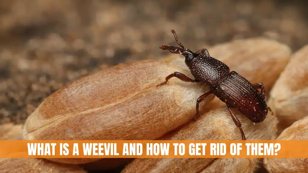 What Is a Weevil and How To Get Rid of Them