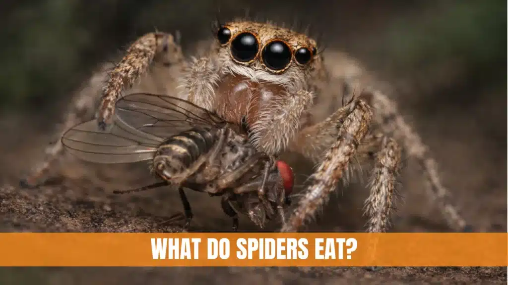 What Do Spiders Eat?