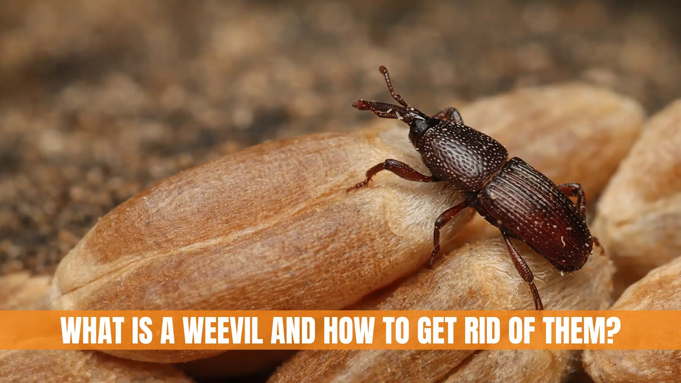 What Is a Weevil
