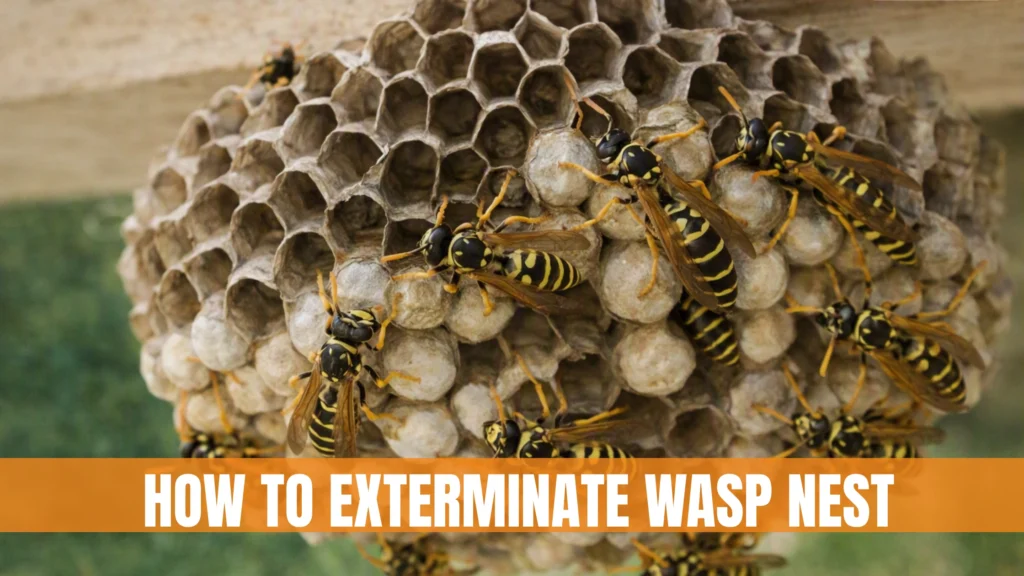 How To Exterminate Wasp Nest