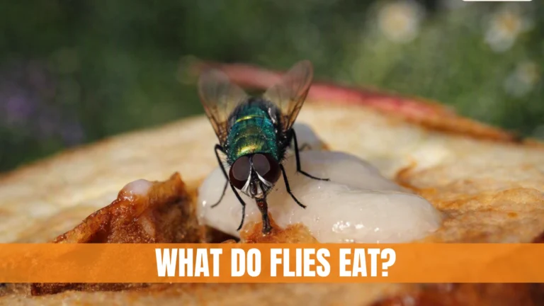 What Do Flies Eat