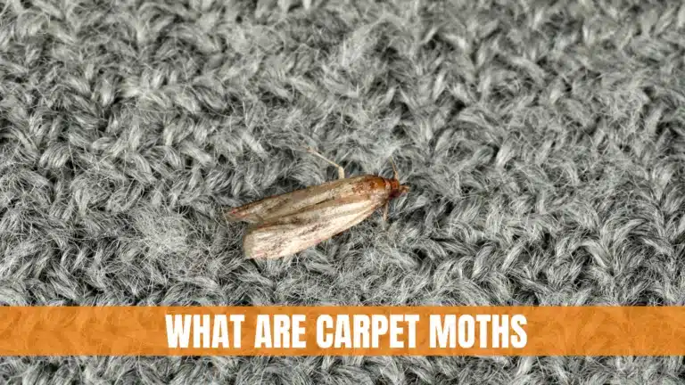 What Are Carpet Moths