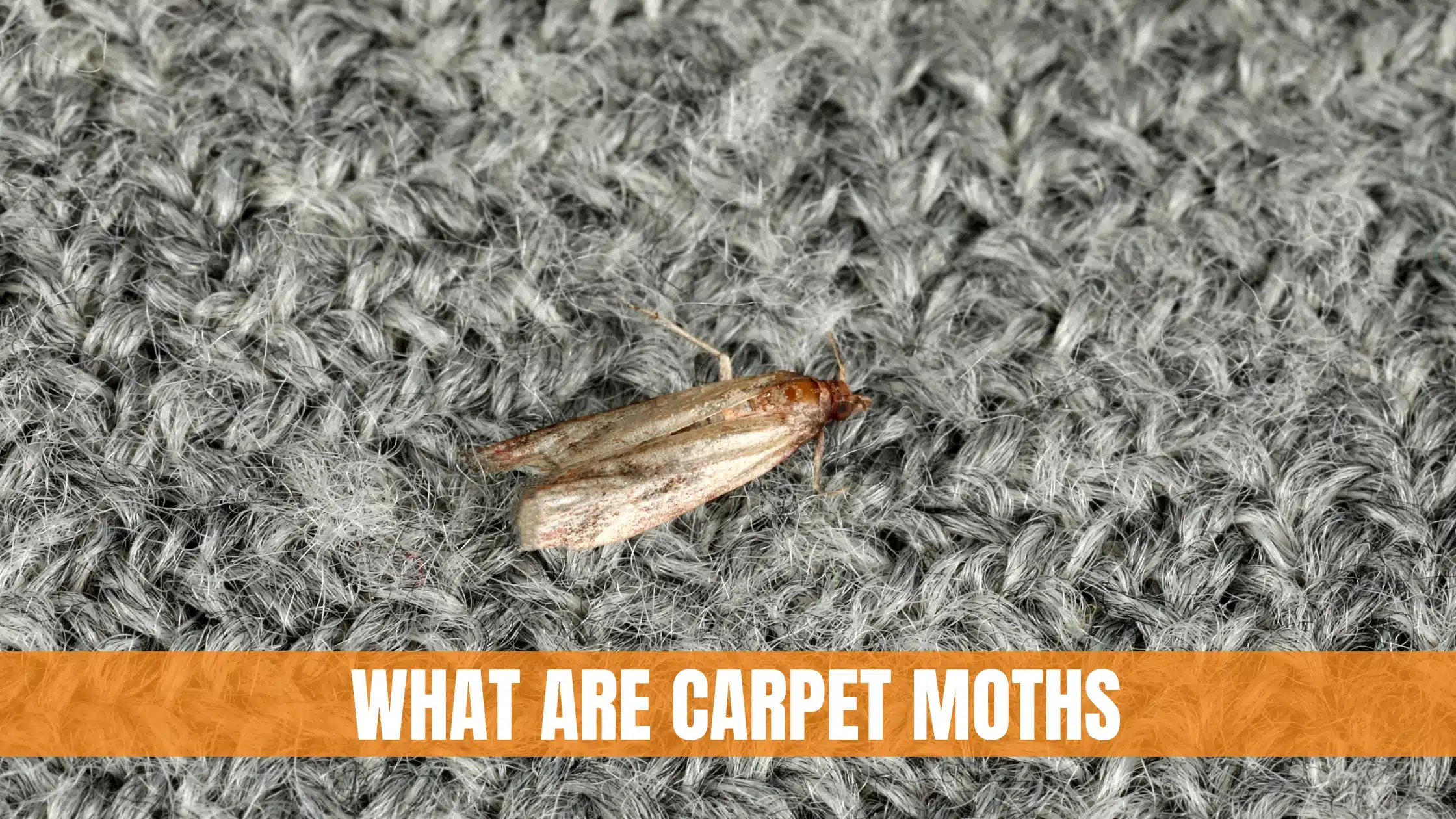 What Are Carpet Moths