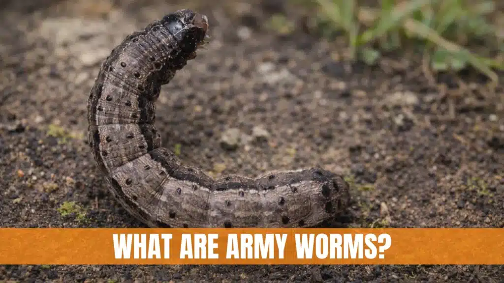 Army Worms