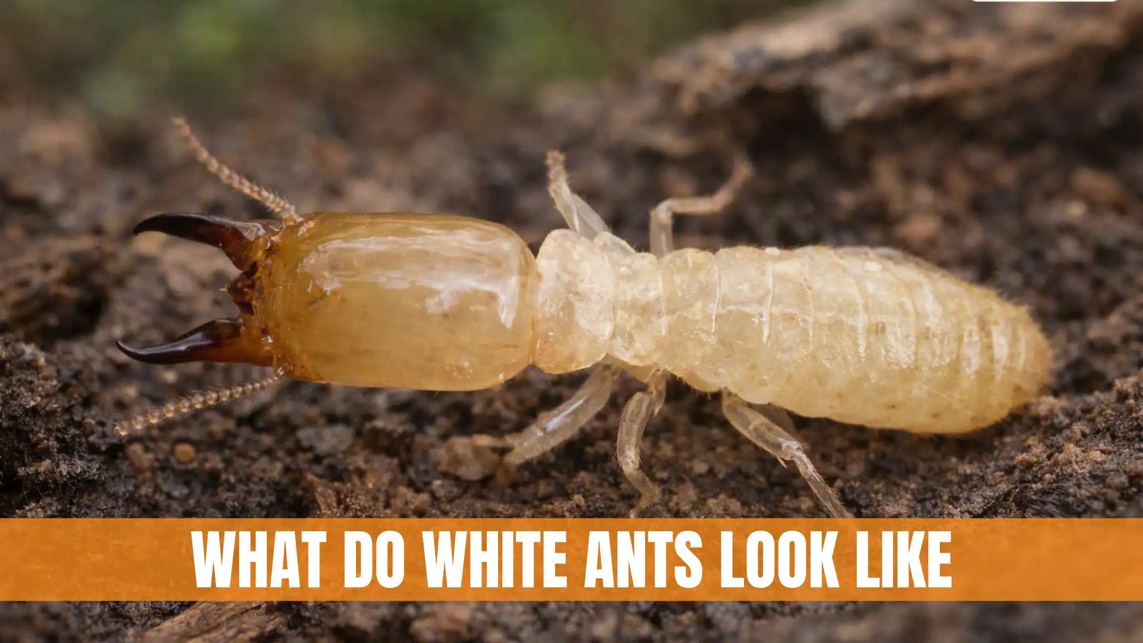 What Do White Ants Look Like