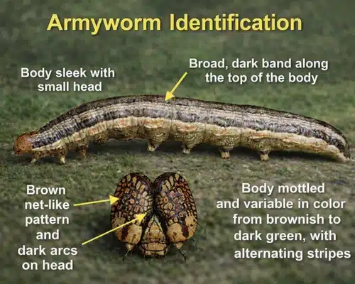 Army Worm Identification