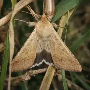 Common Army Worm (Mythimna convecta)