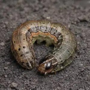Fall Army Worm (Spodoptera frugiperda)