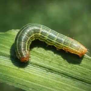 Lawn Army Worm (Spodoptera mauritia)