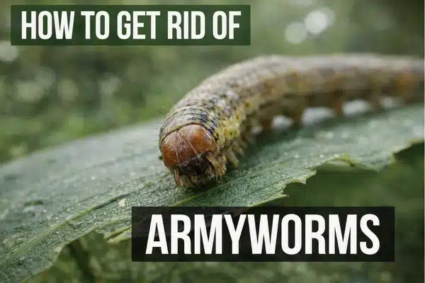 How to Get Rid of an Army Worm