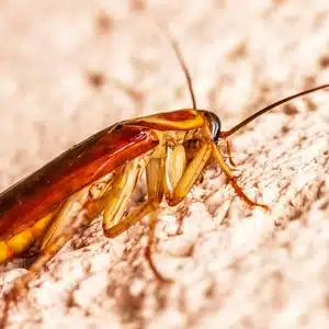 Cockroach: A Common Household Pest