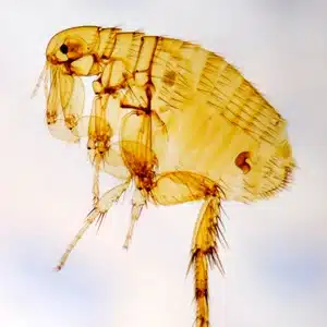Flea Infestations