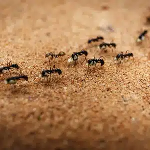 Ants: A Persistent Pest Problem in Australia