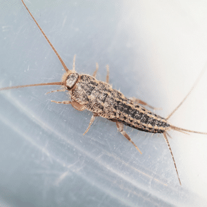 Signs of Silverfish Activity