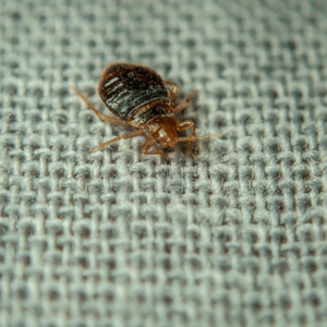 professional bed bug treatment