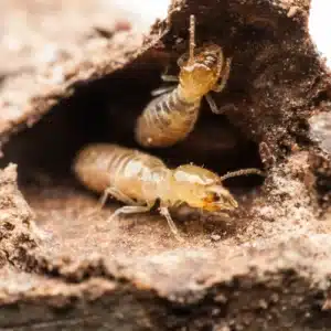 Termites- common pest in Australia