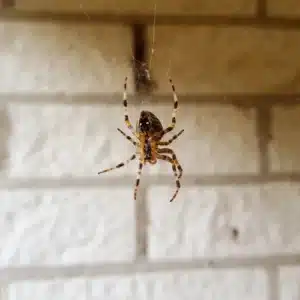 Spider Activity in Australian Homes