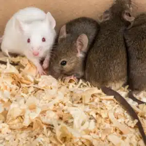 Signs of an Rodent Infestation