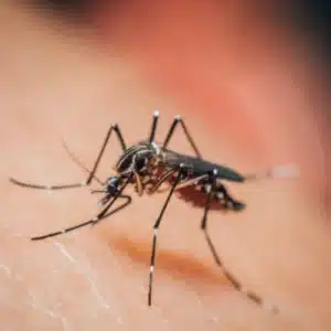 mosquito infestation
