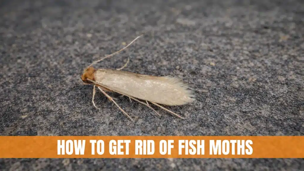 How to Get Rid of Fish Moths