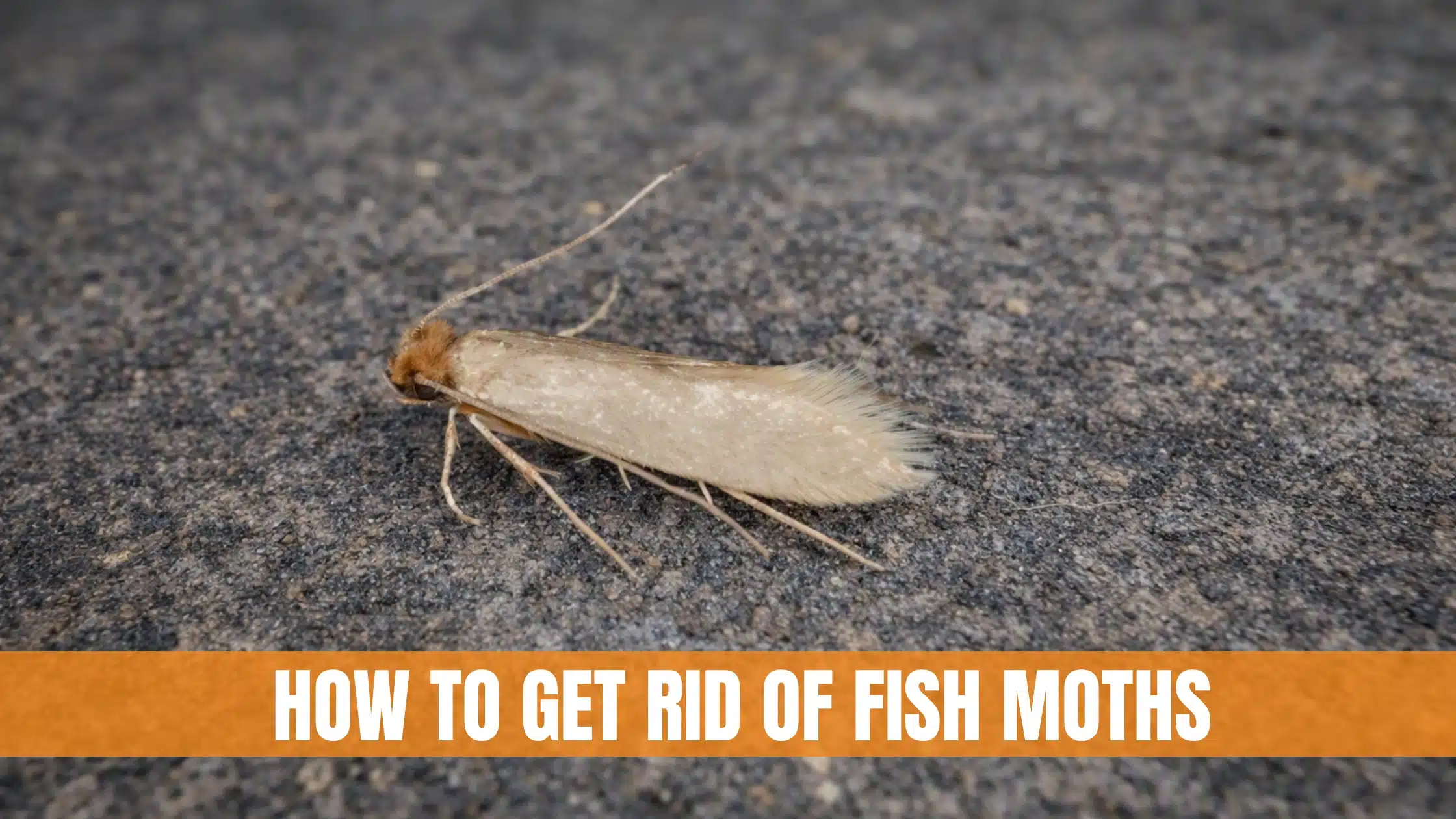 How to Get Rid of Fish Moths