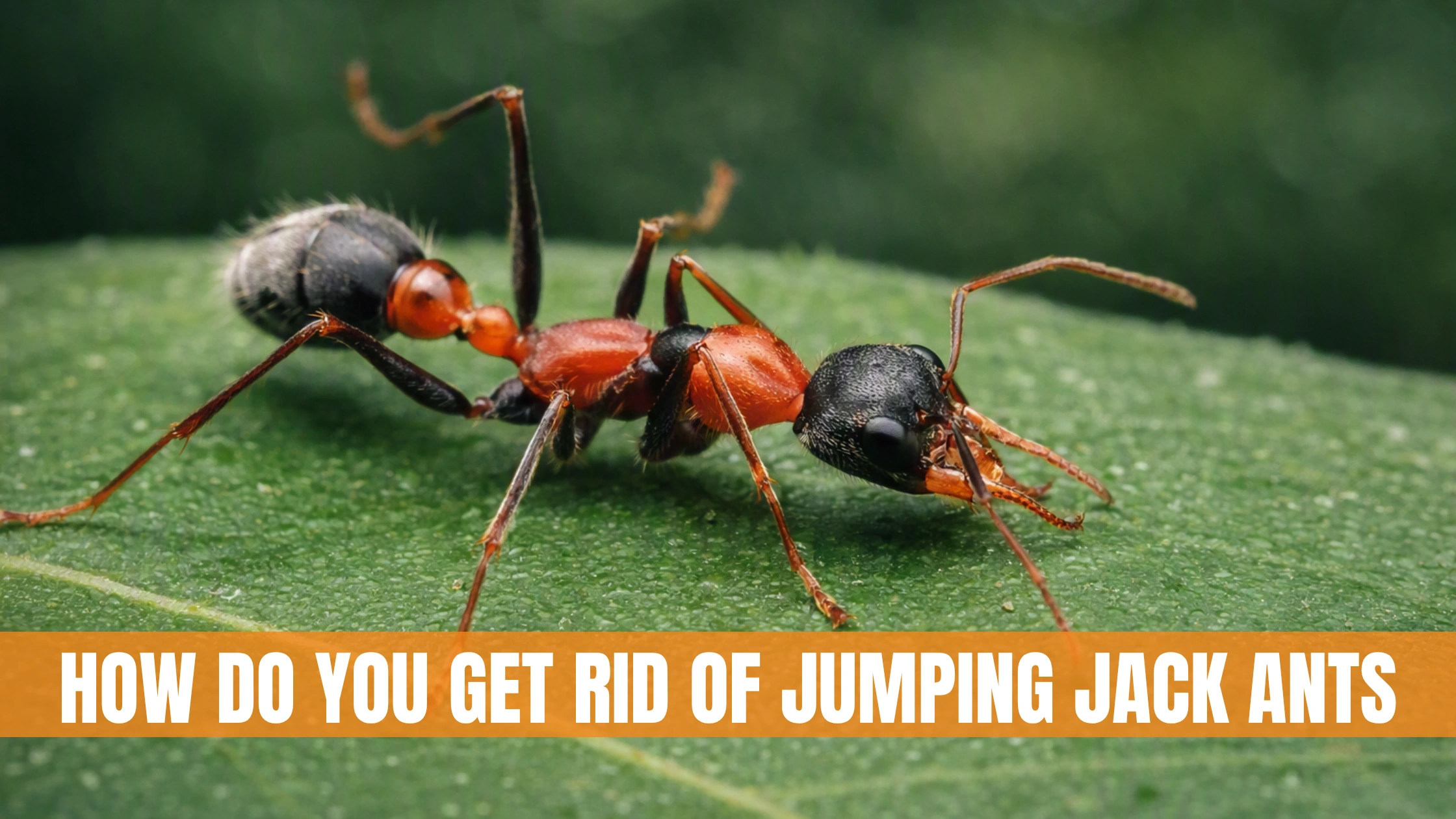 How do you get rid of Jumping Jack Ants