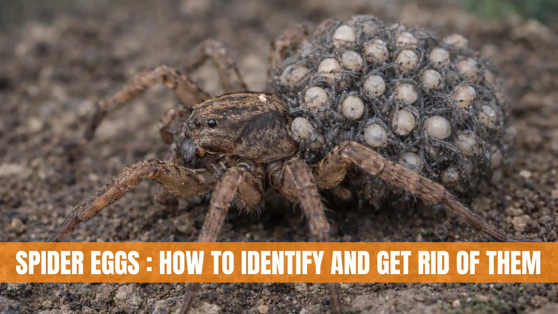 Spider Eggs