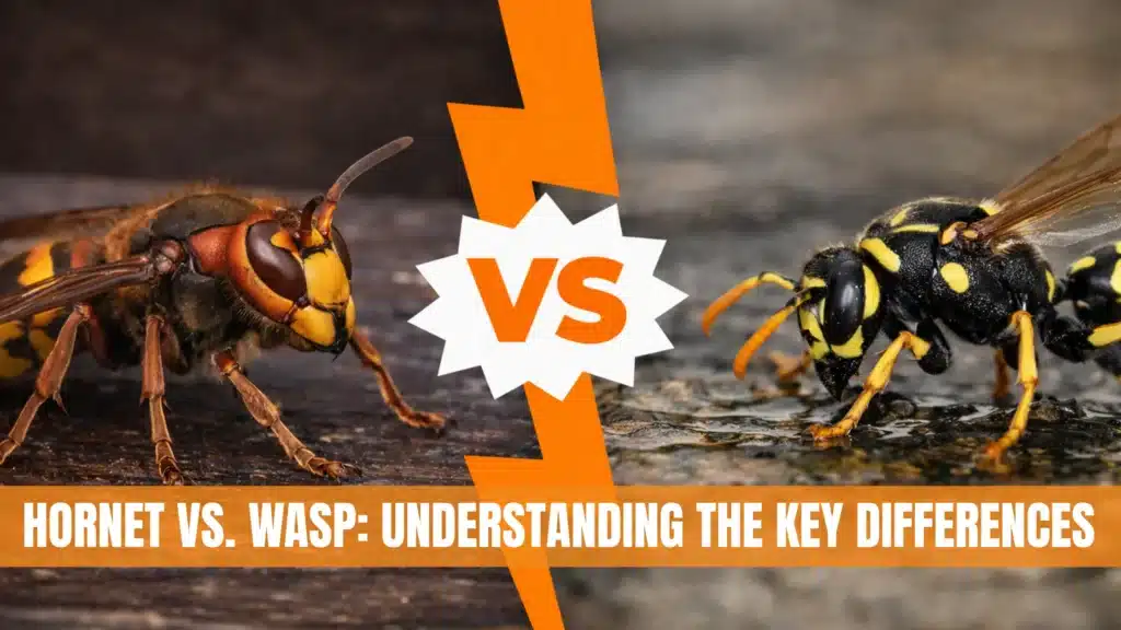 Hornet vs Wasp