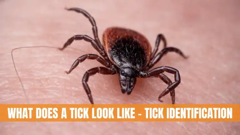 What Does A Tick Look Like