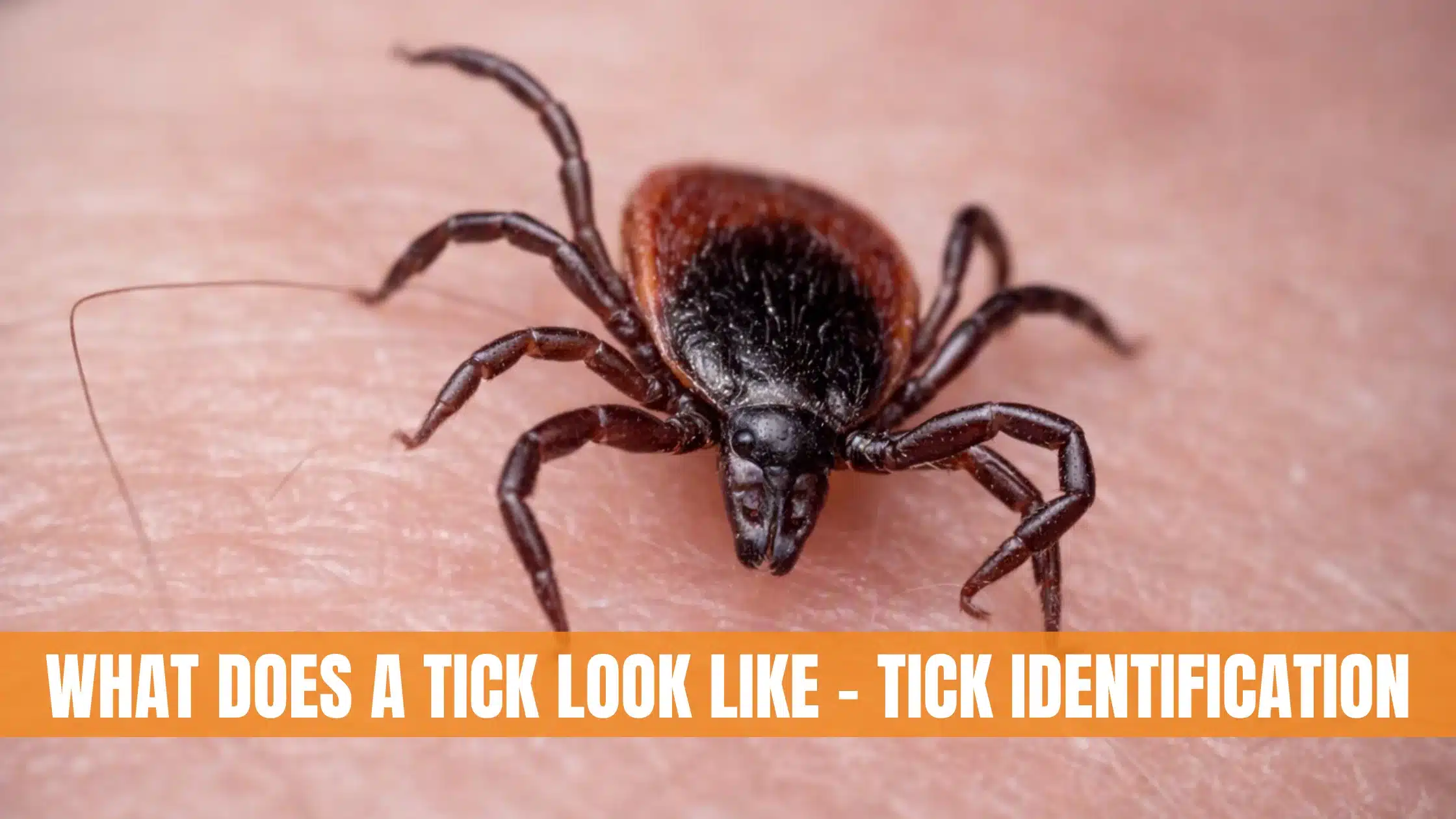 What Does A Tick Look Like