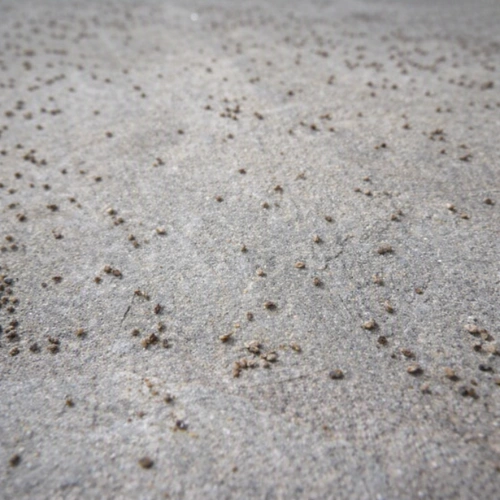 Fish Moths Droppings