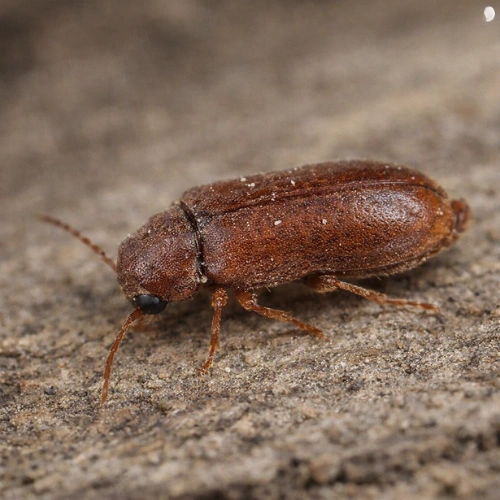 What Is a Wood Borer