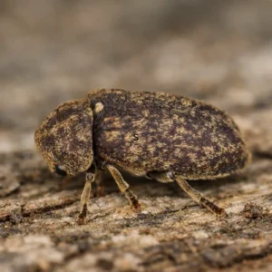 Anobiid Borers