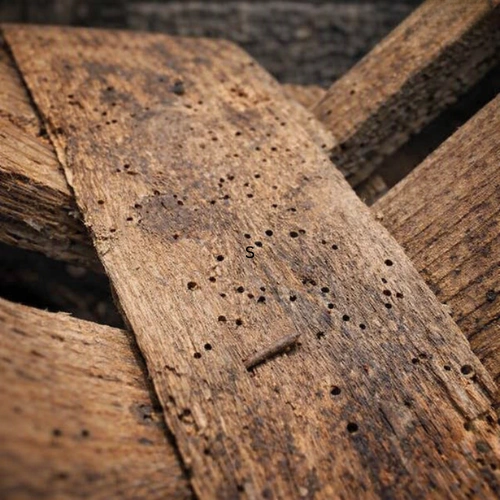 Common Signs of Wood Borer Damage