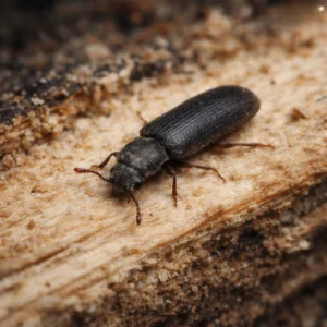 Lyctid Borer