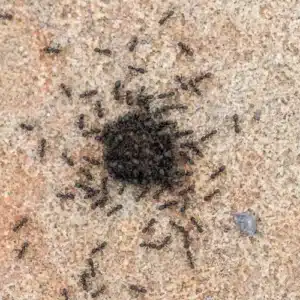 Black House Ants
