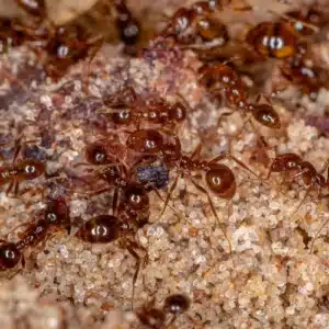 Coastal Brown Ants
