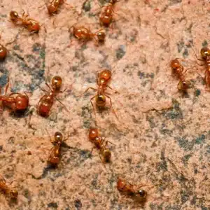 Fire Ants
