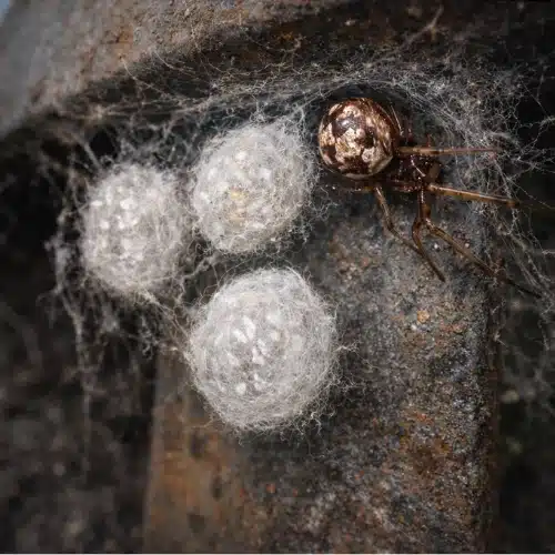 What Are Spider Eggs