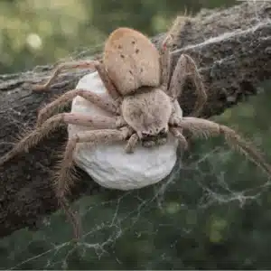 Huntsman spider Egg