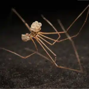 Daddy-long-legs spiders Egg