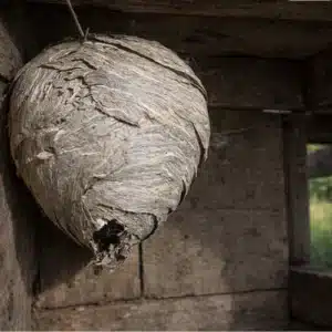 Hornet Nests
