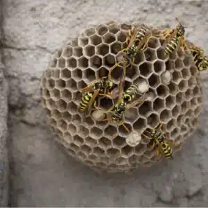 Wasp Nests

