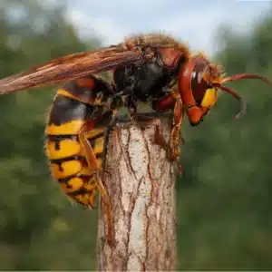 Hornet Stings
